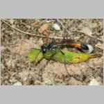 Ammophila sabulosa - Sandwespe 64h Sandwespe-beim-Raupendiebstahl-Sandgrube-Niedringhaussee.jpg